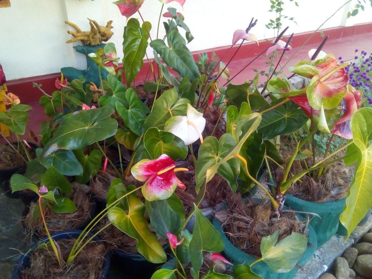 Vegetable Garden House Hotel Nallathanniya Екстериор снимка
